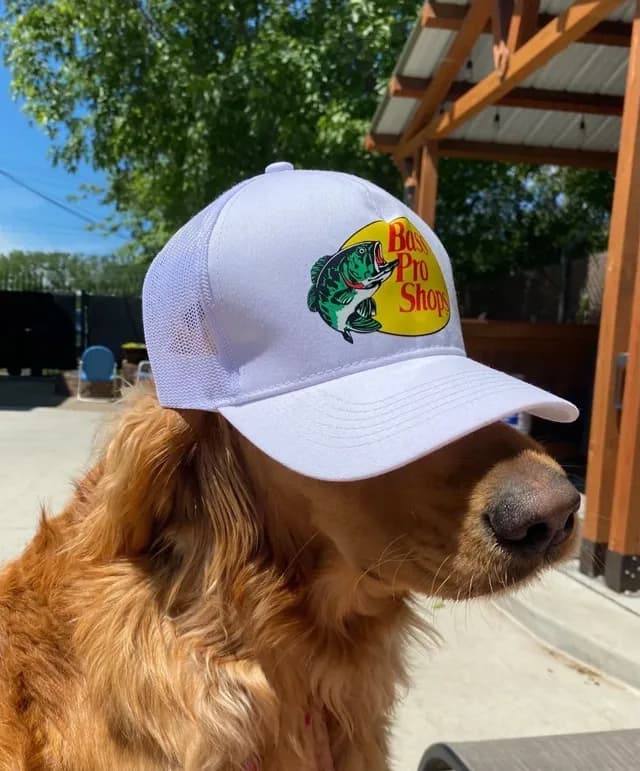 Perro dorado con una gorra blanca Bass Pro Shops puesta