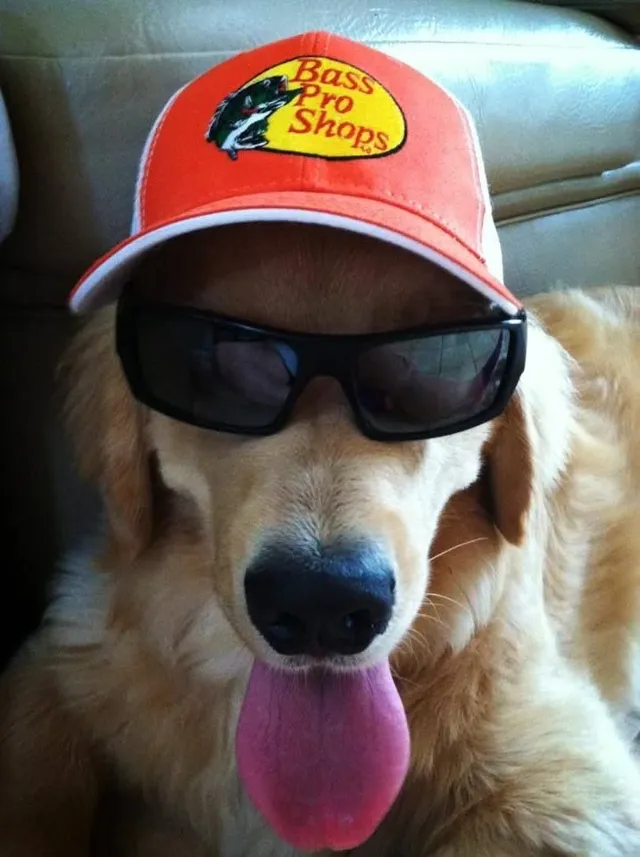 Perro dorado con gafas oscuras y una gorra naranja Bass Pro Shops